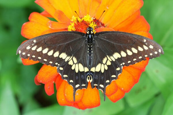 Makroaufnahme einer Blume mit einem Schmetterling