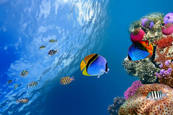 Подводный мир усеянный кораллами и рыбами