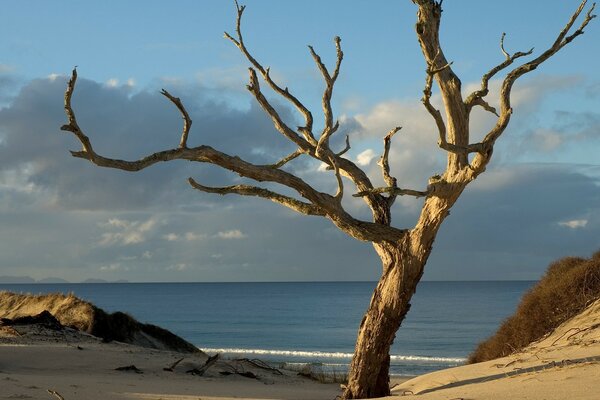 Arbre sans feuilles sur une plage déserte