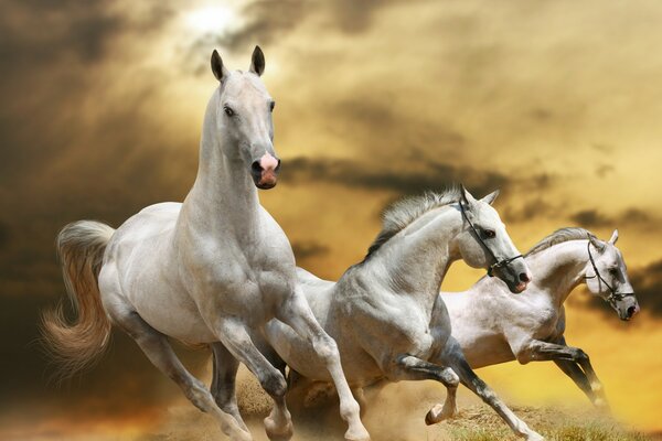 Three horses running across the field