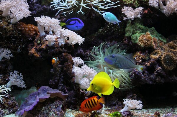 Aquarium underwater world with fish