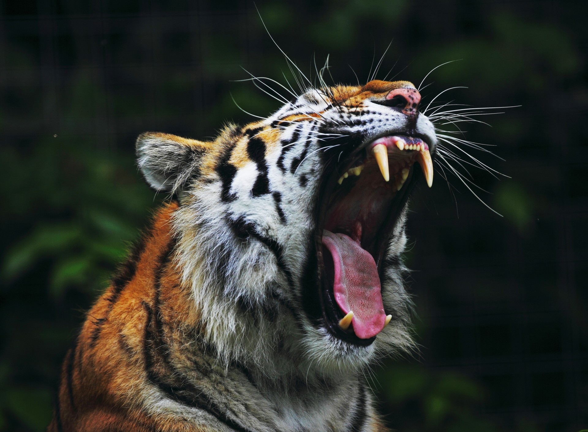 anger animals big cat teeth tiger