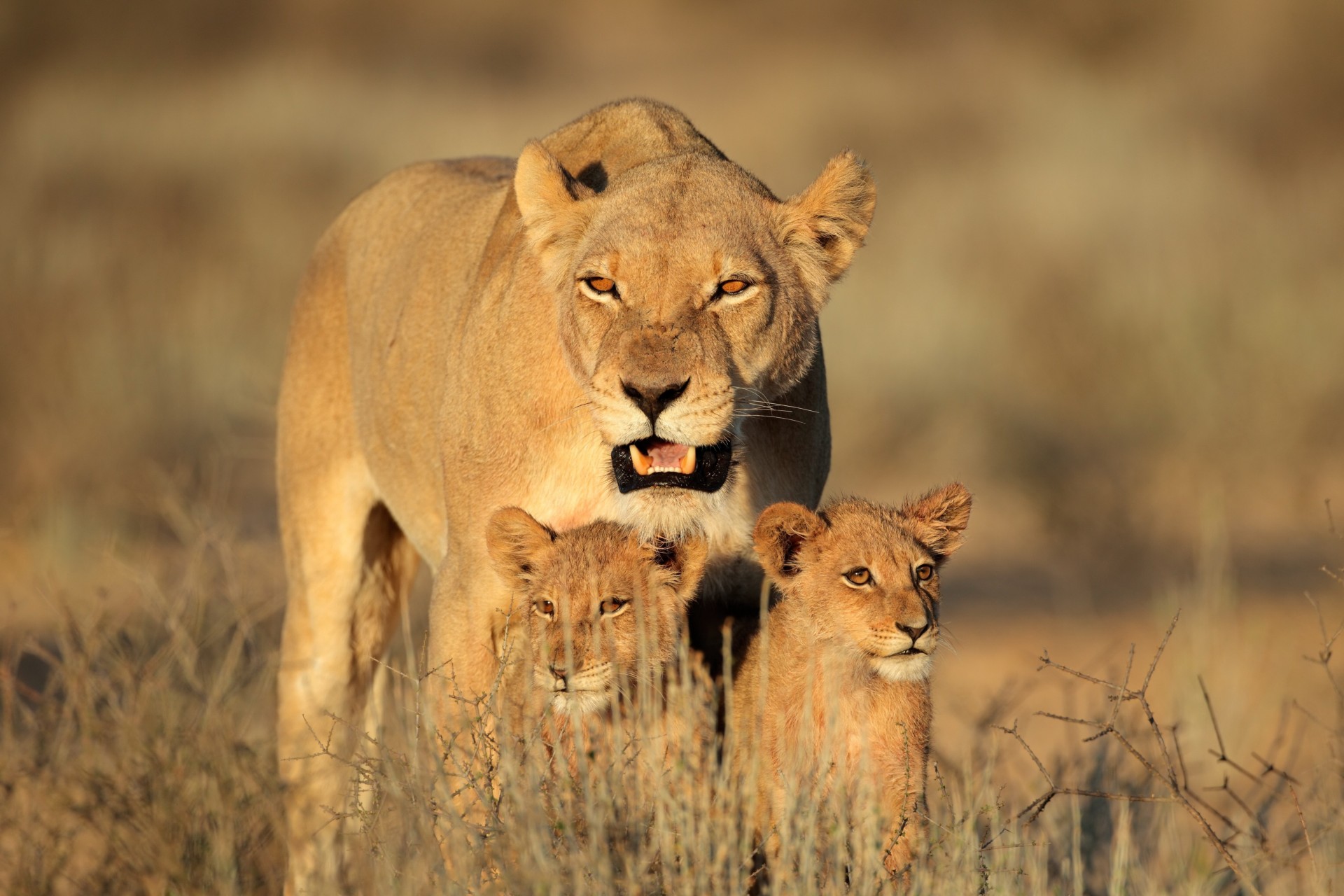 áfrica hembra depredadores familia leones león