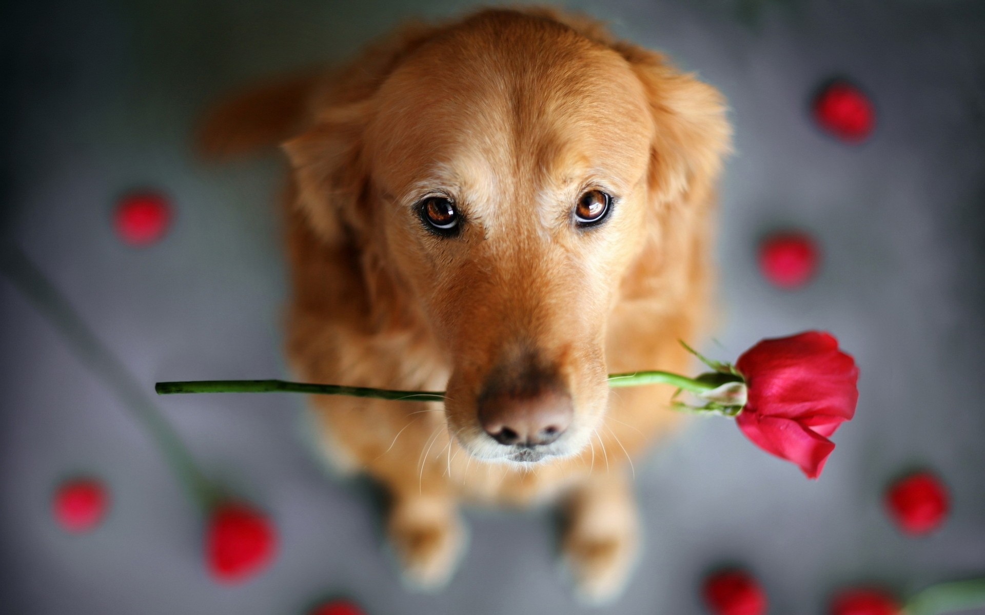 romance fleurs vue rouge situations chiens