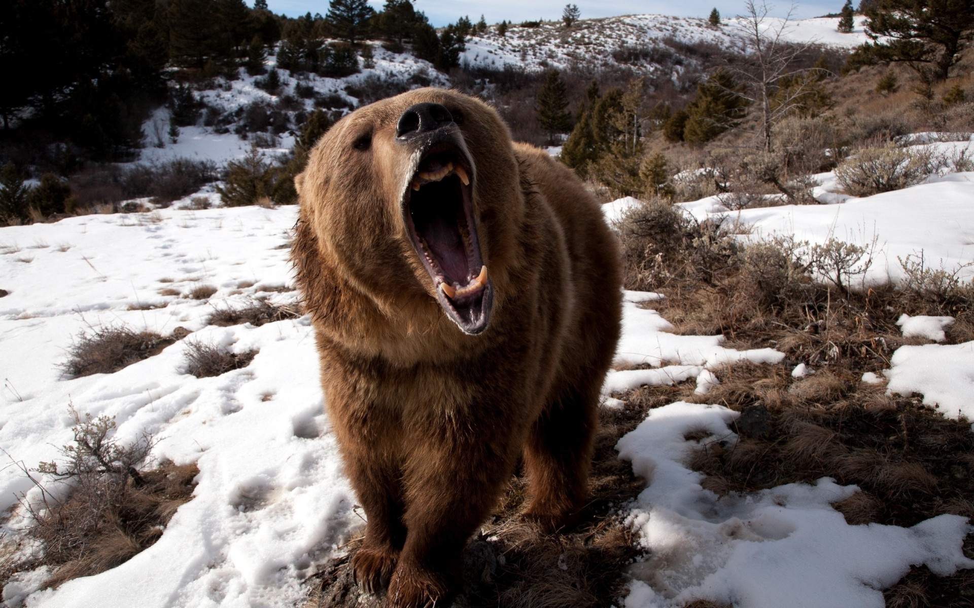 ours neige herbe animaux agression