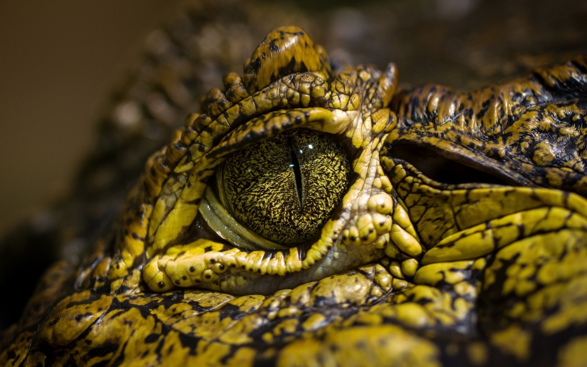 manchas cocodrilo ojos