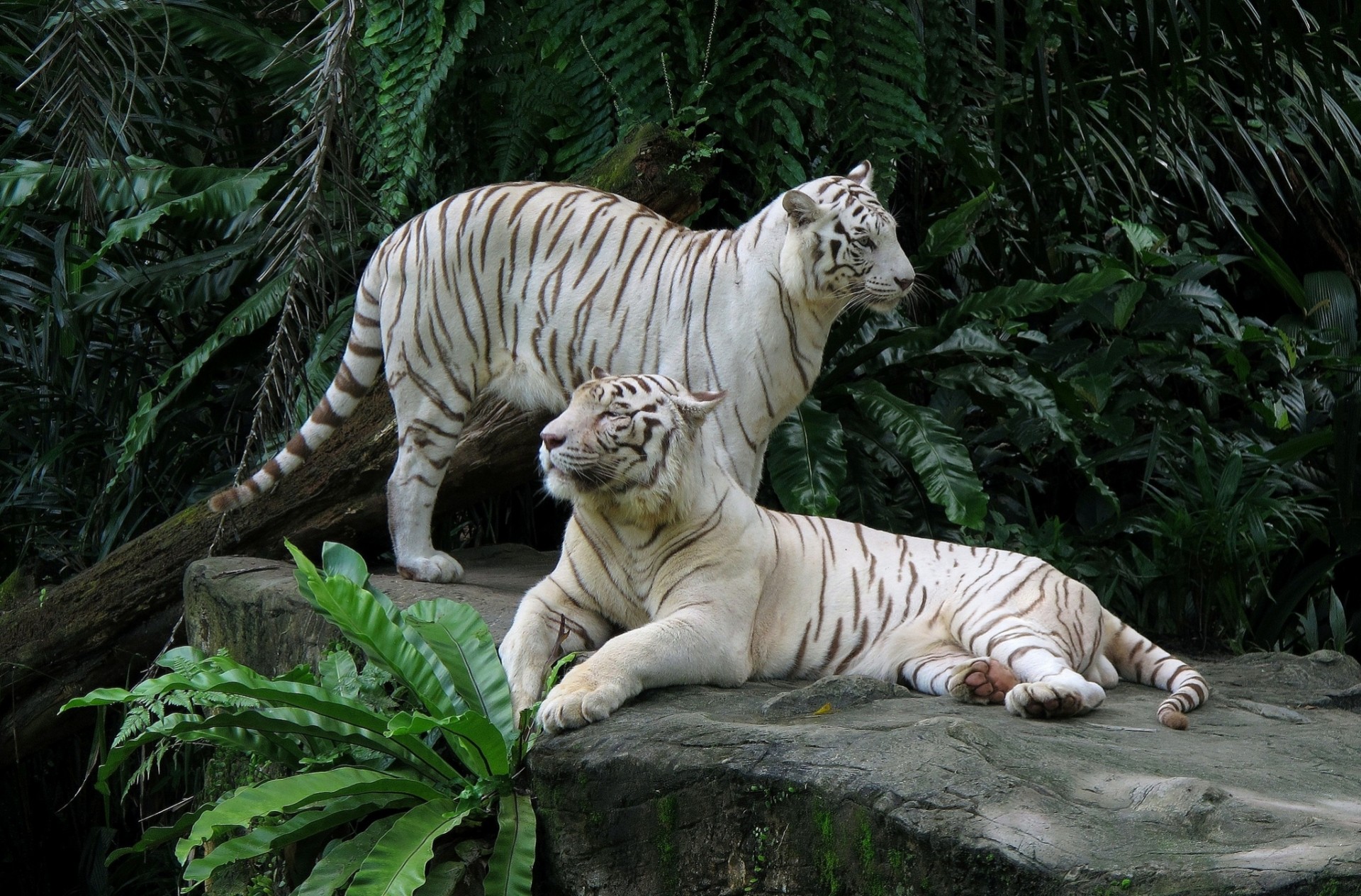 tigres pierre couple tigres blancs