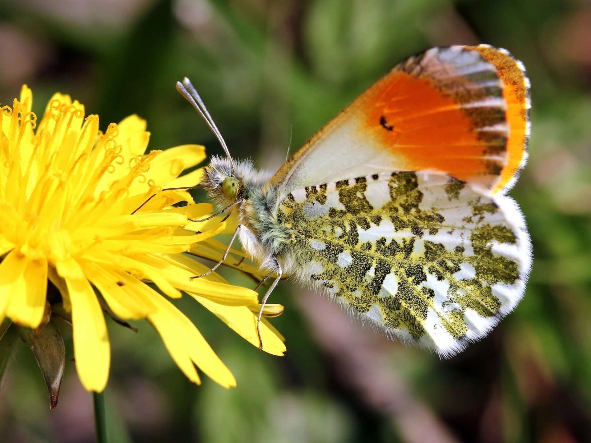 makro blume hintergrundbeleuchtung löwenzahn