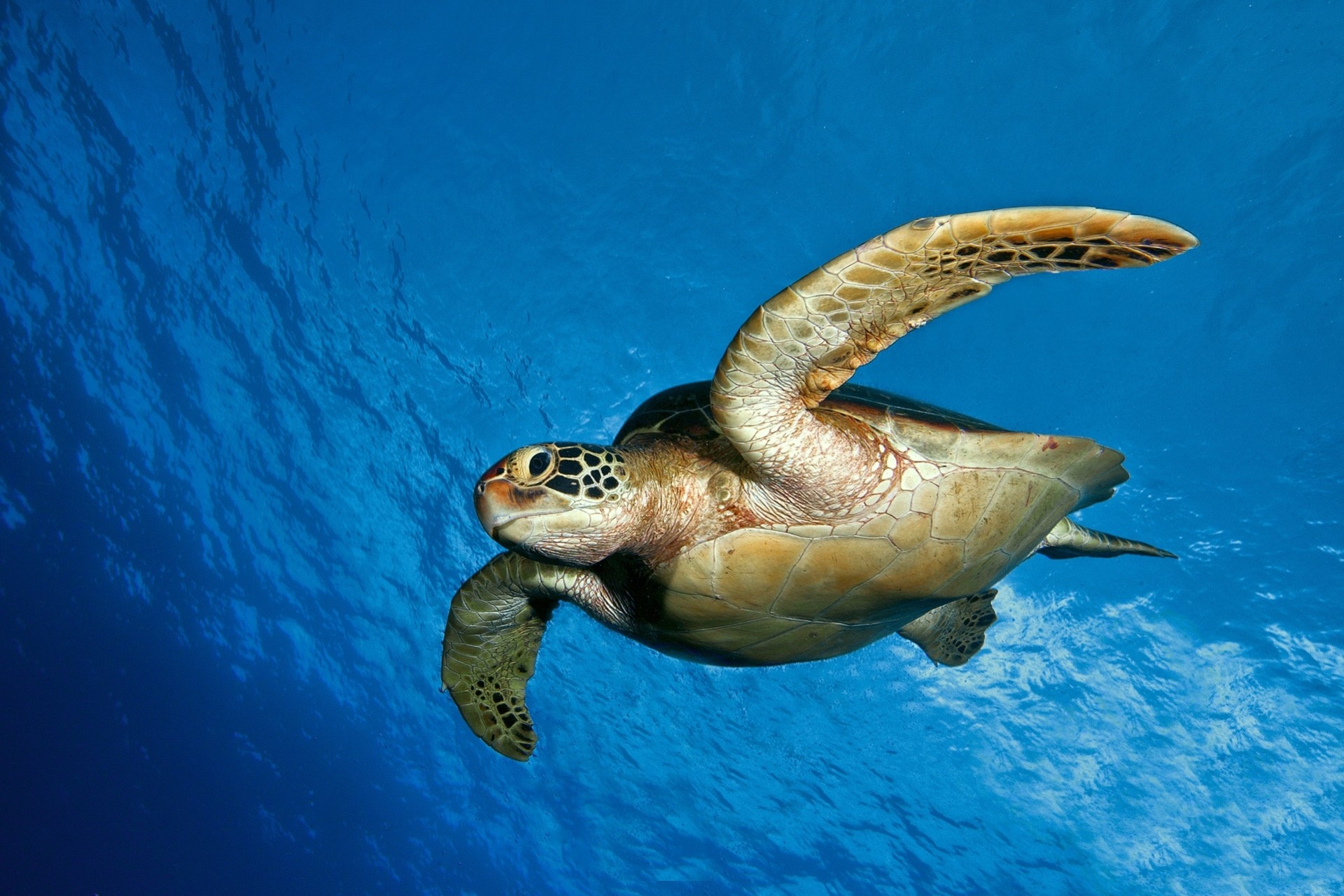 sous-marin mer tortue océan eau