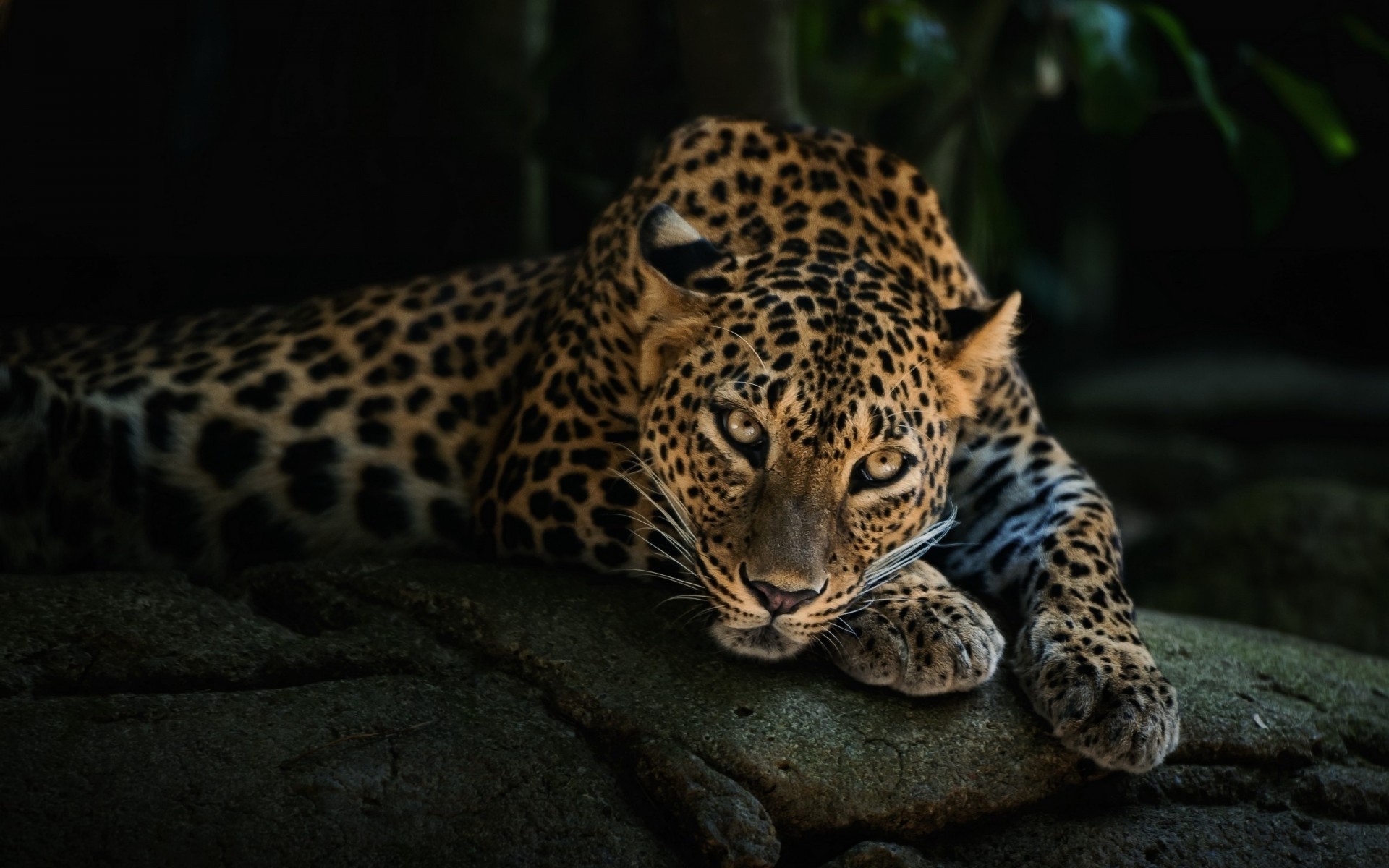 stein ruhe leopard raubtier ansicht