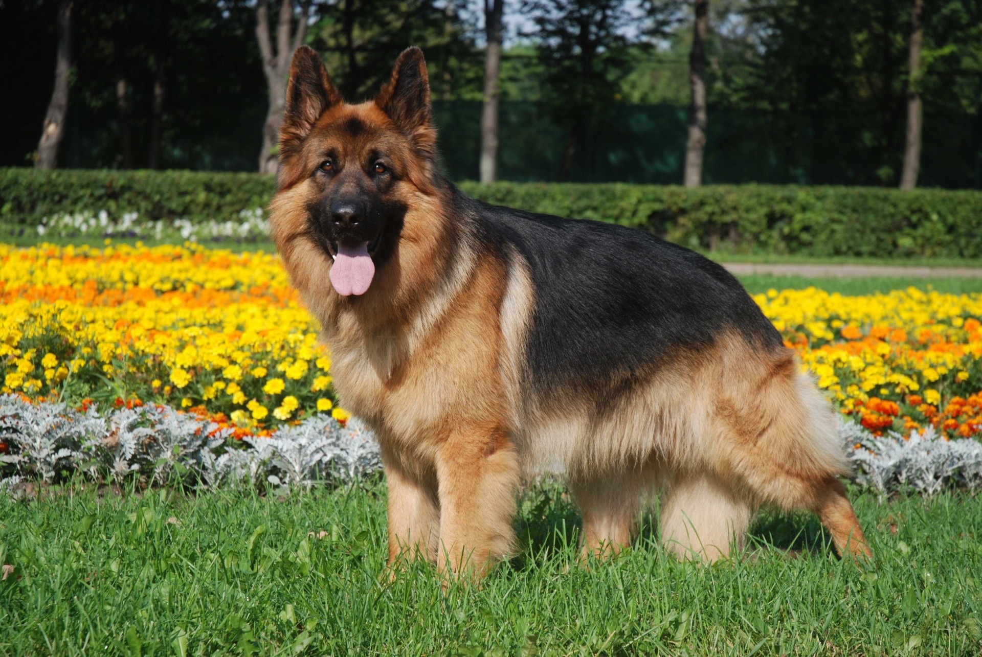 schäferhund hund gras blumen