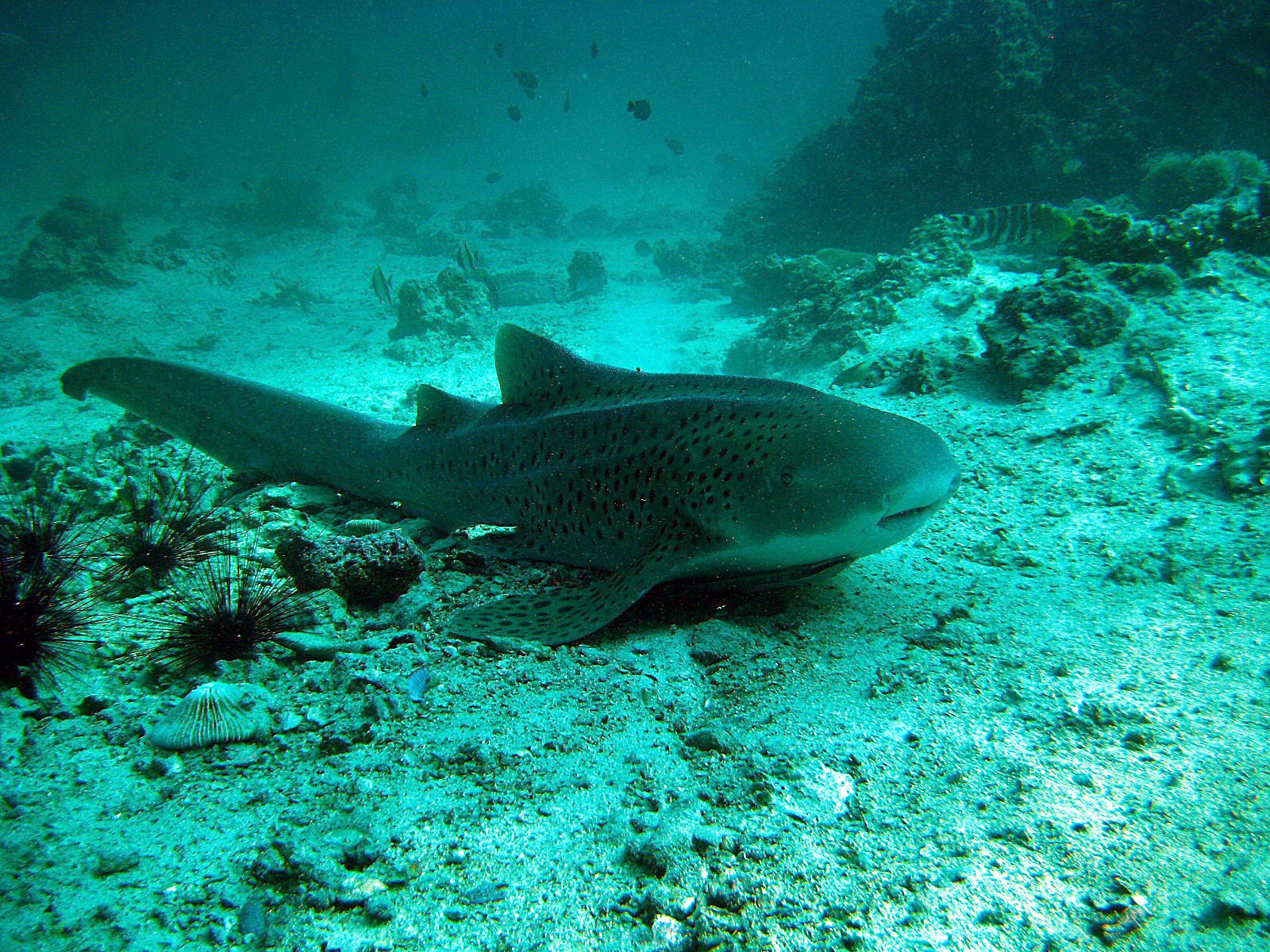 diving shark leopard sea