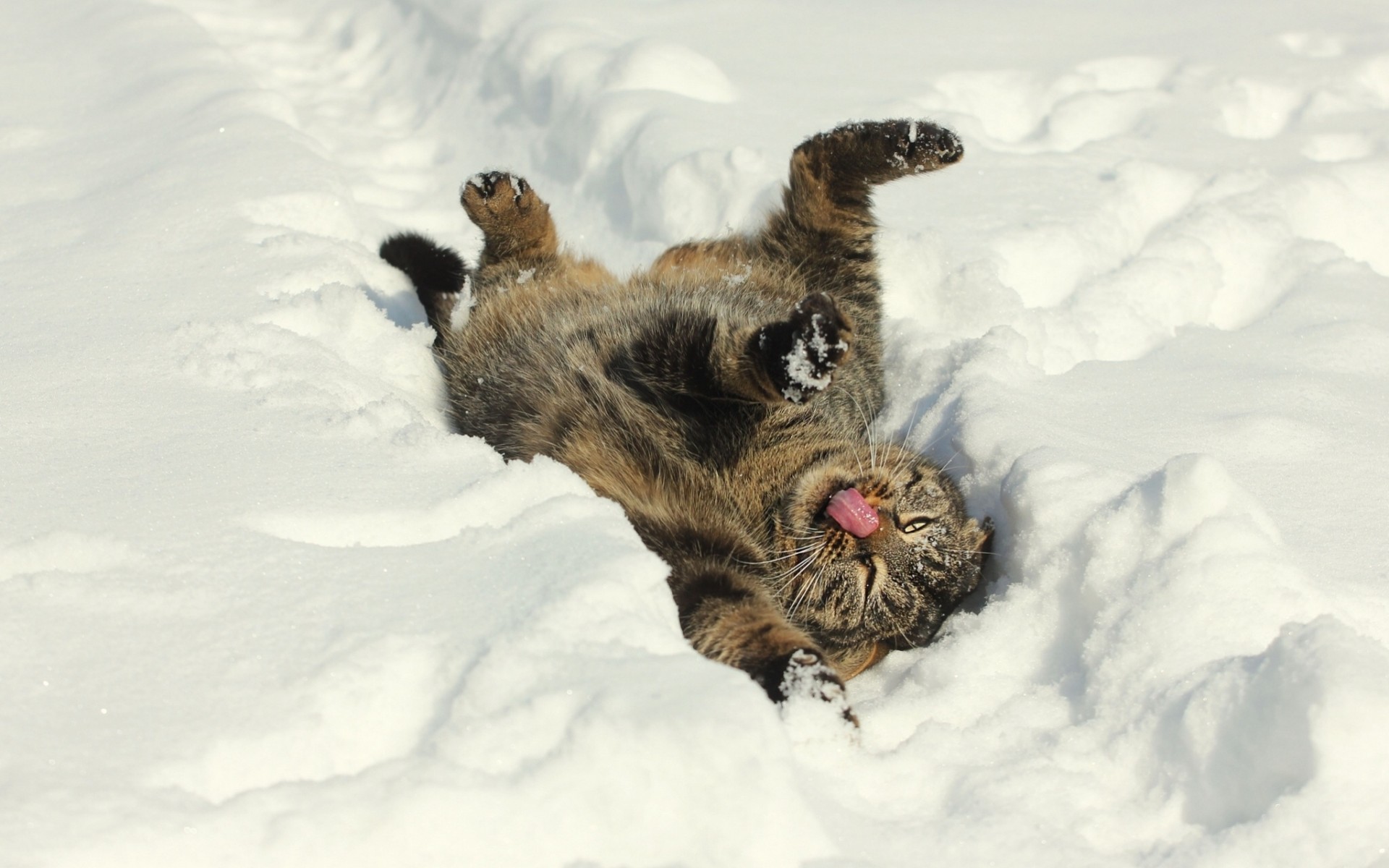 invierno nieve gato estado de ánimo