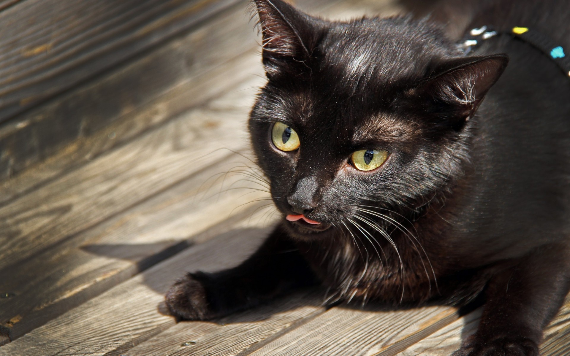 aus holz katzen tiere katze tiere boden schwarz