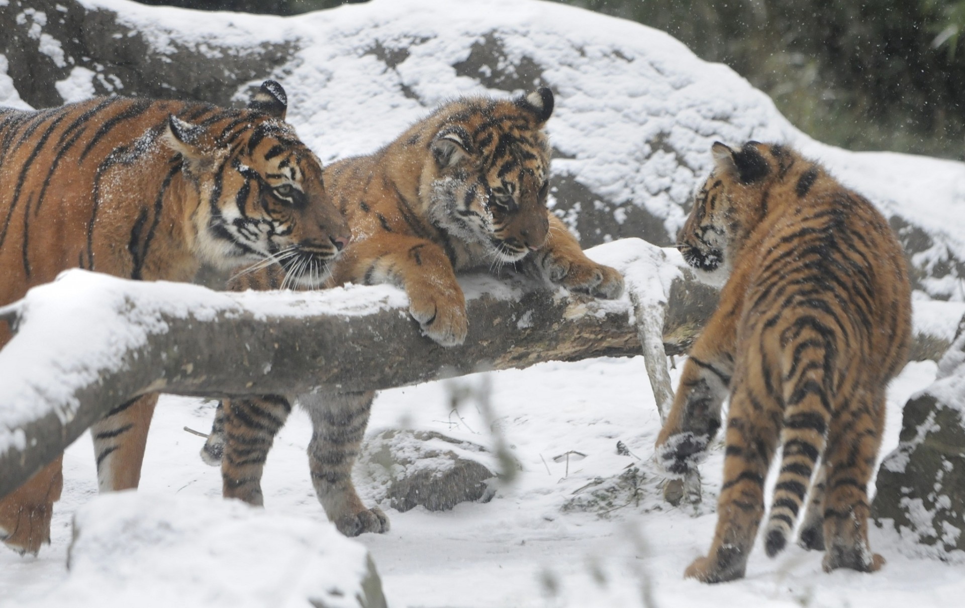 tiger tiger amur-tiger