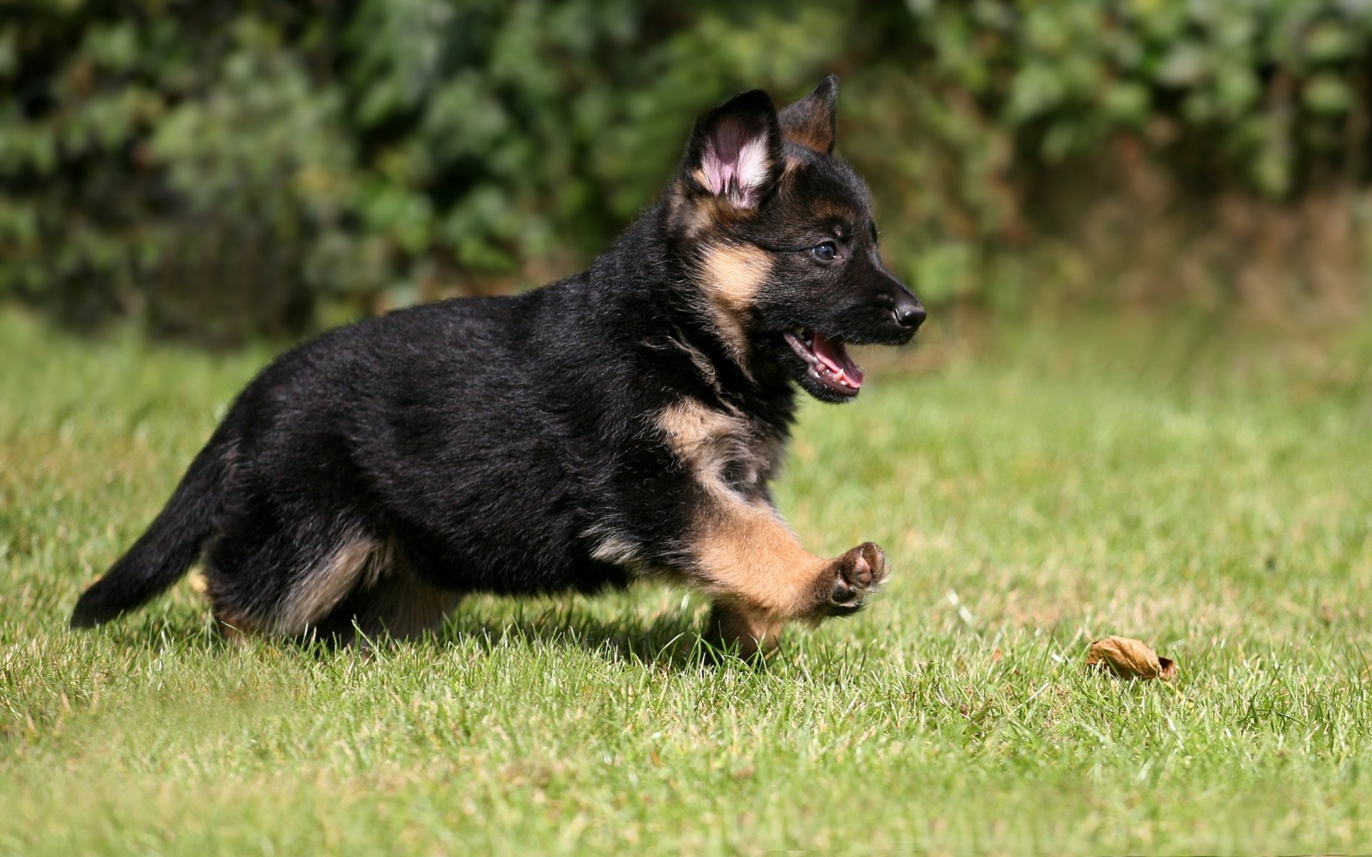 hund schäferhund tier welpe