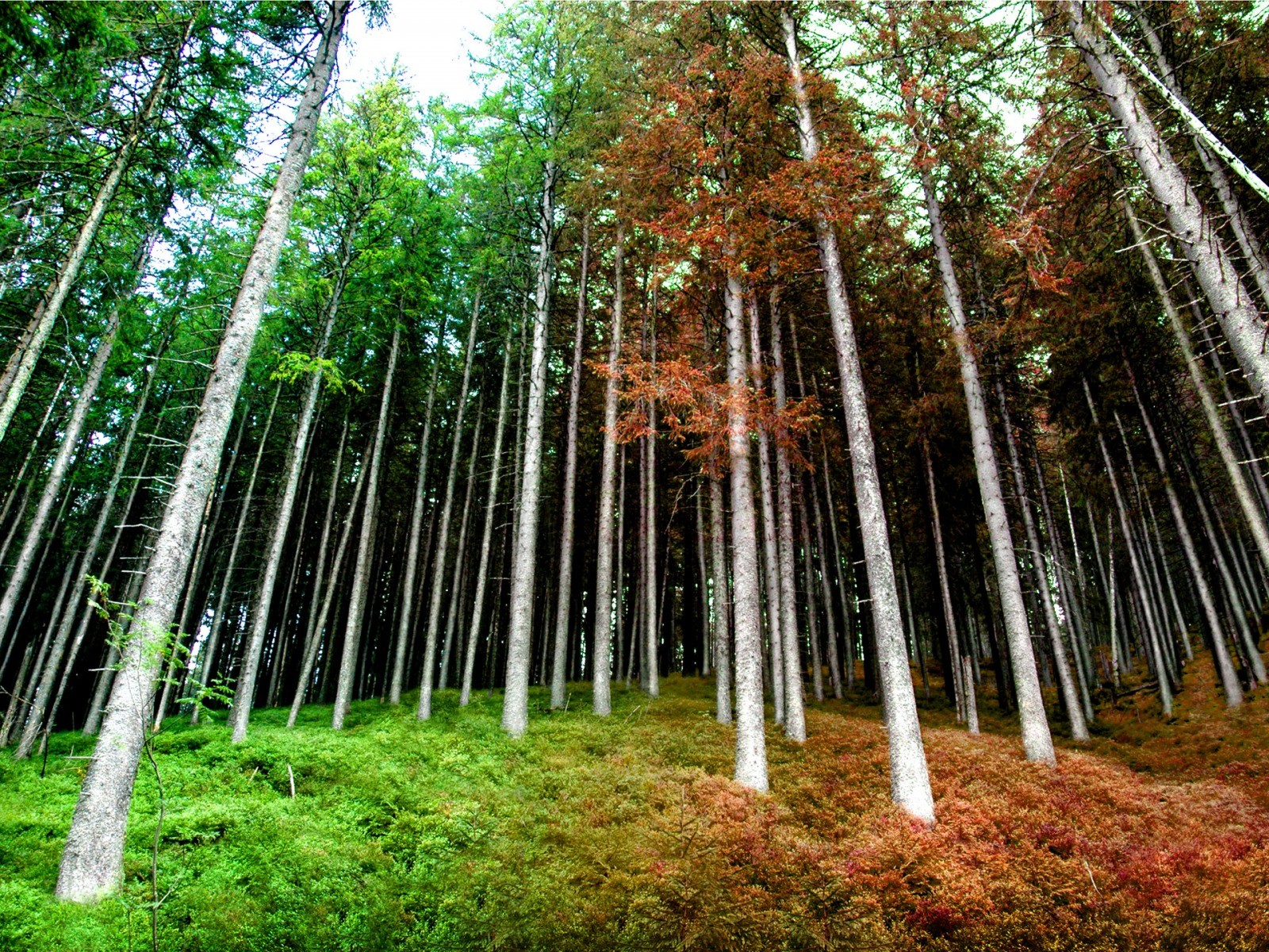 forêt multicolore buissons herbe