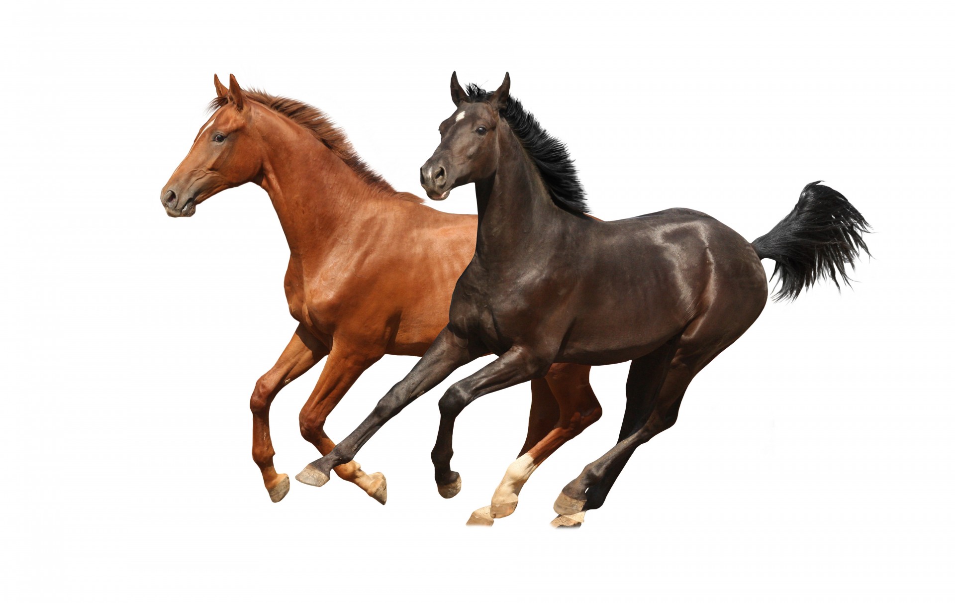 background horse running