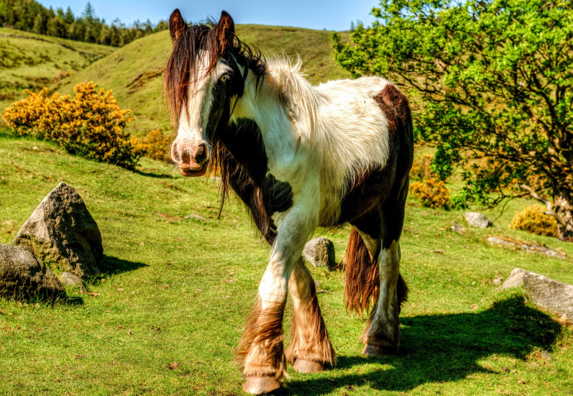 horse grass beautiful nature