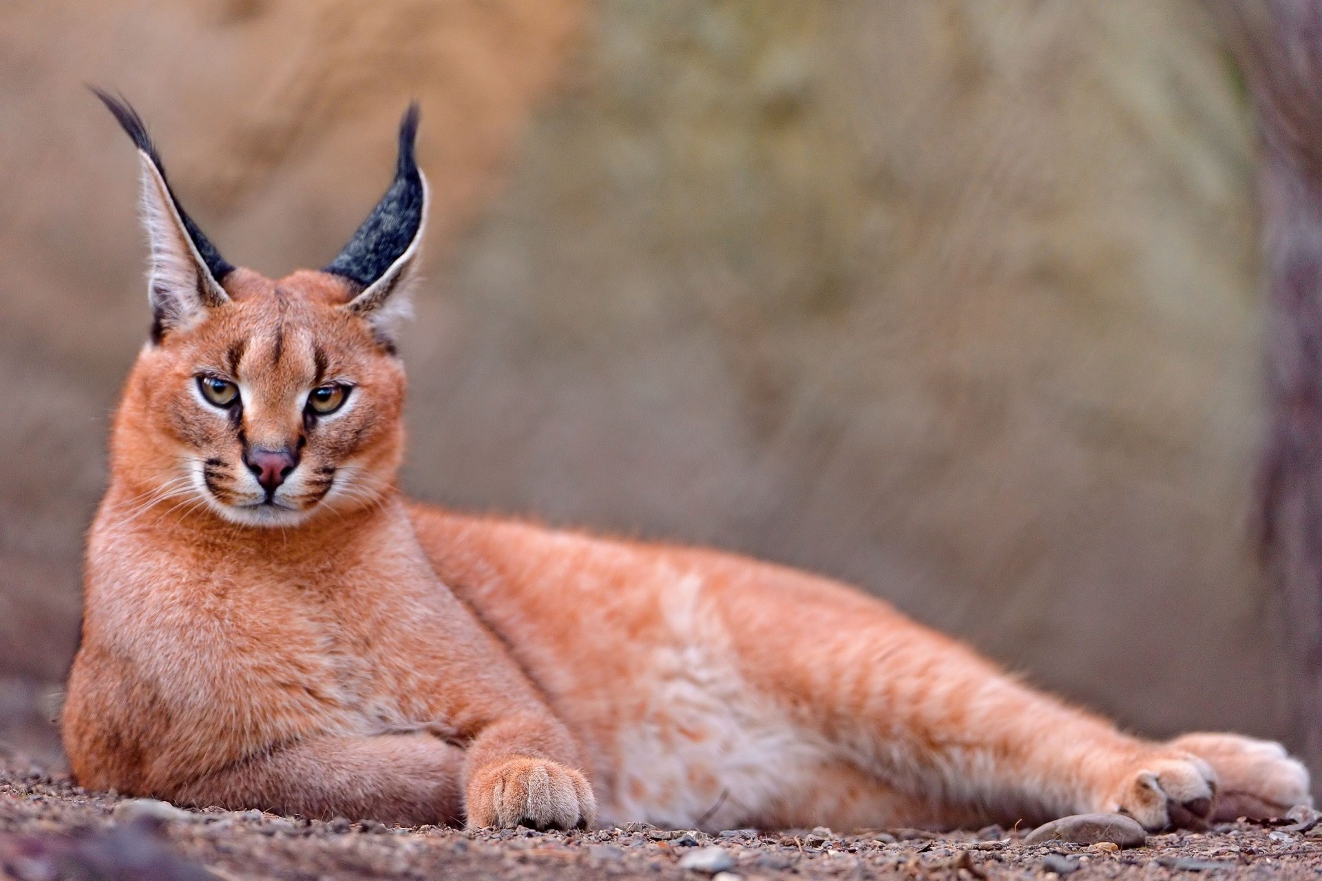 karakal steppenluchs große katze