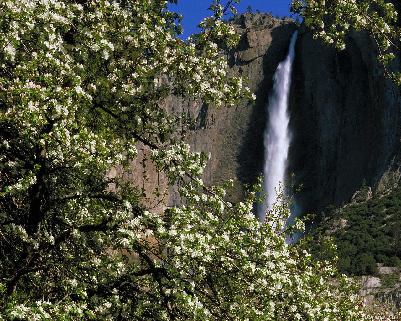 wasserfall strom blüte