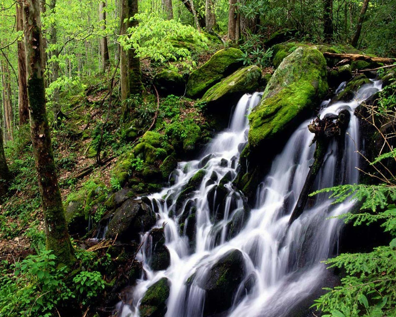 waterfall forest water nature