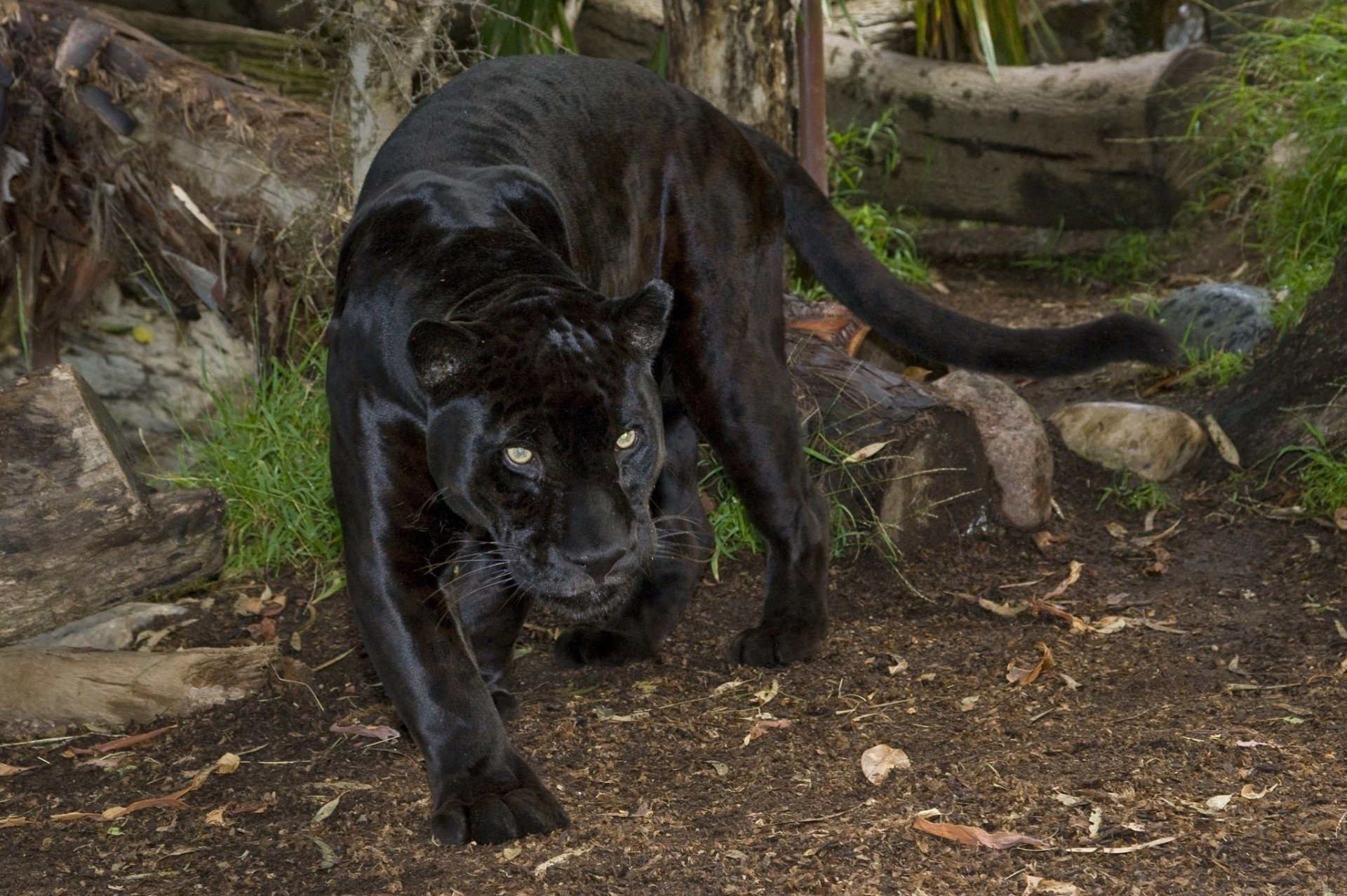 wild cat jaguar panther predator black jaguar