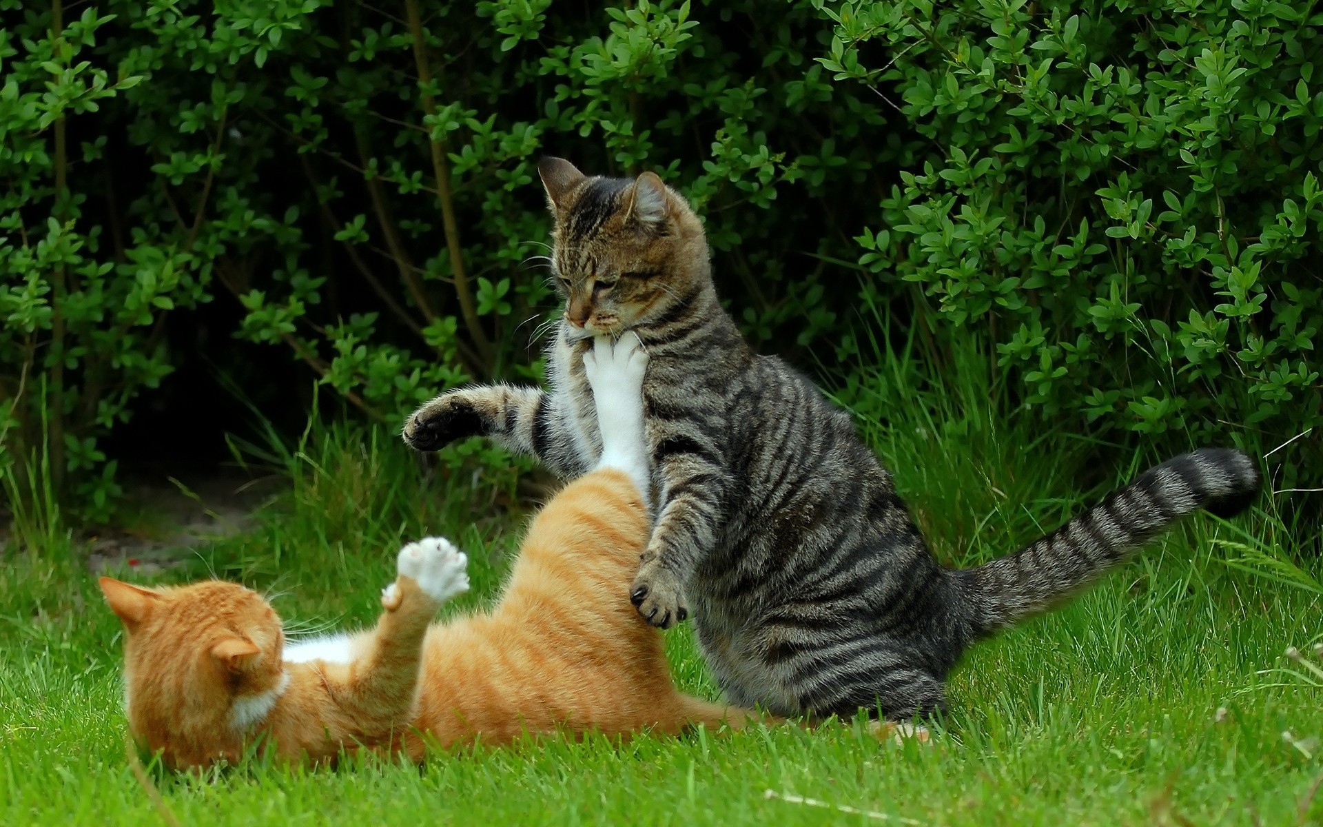 red nature summer situation cat