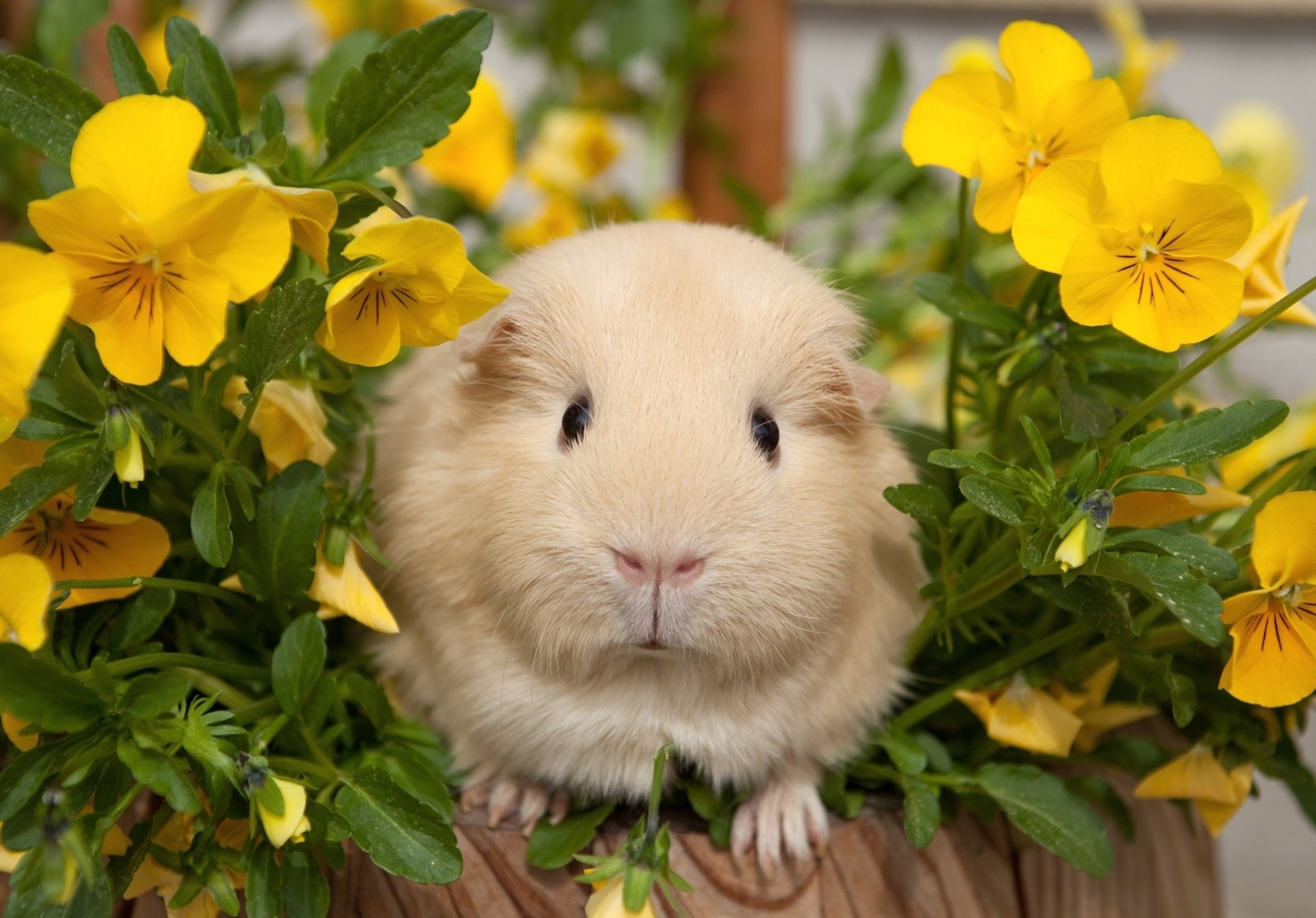 pansy guinea pigs flower