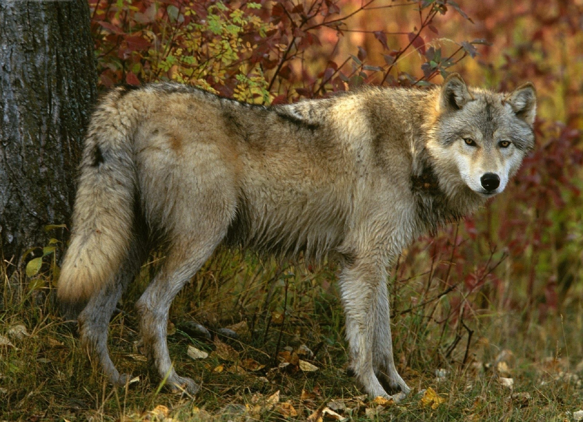 grauer wolf herbst wald ansicht