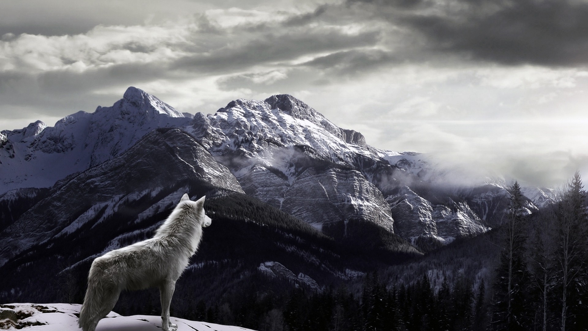 wolf berge nebel schnee