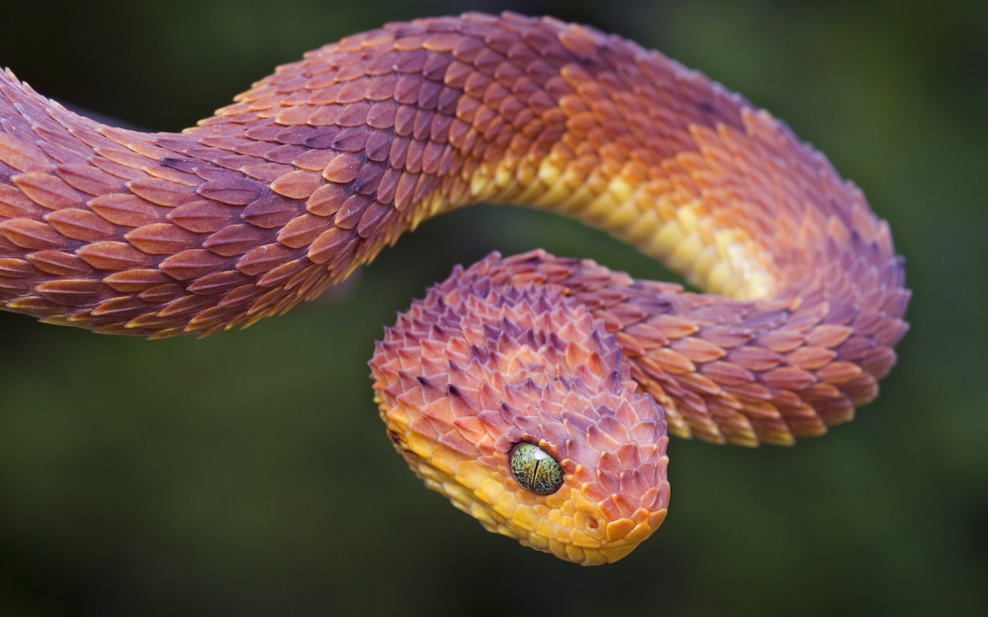 nouvel an 2013 nature gros plan serpents