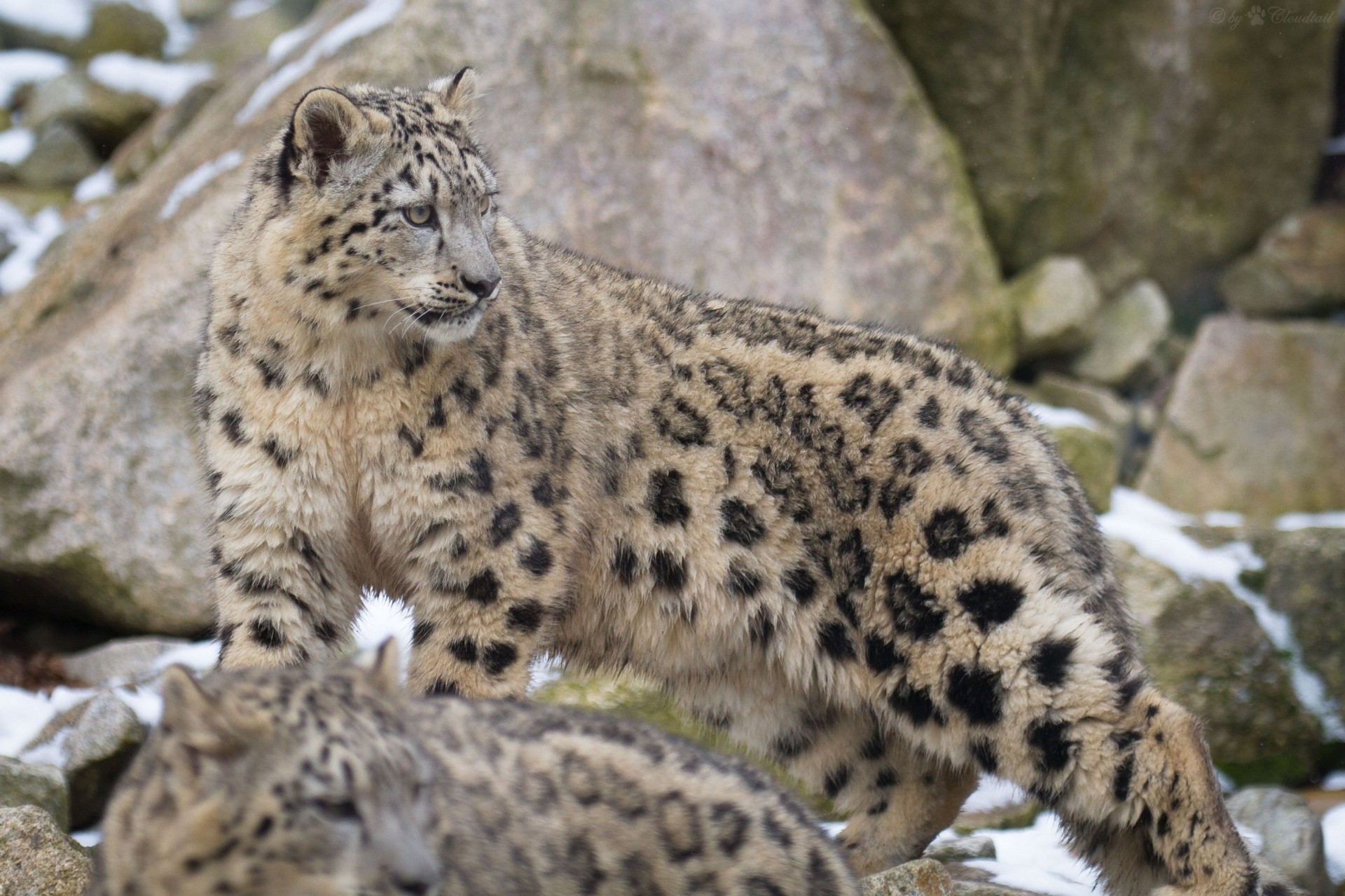 gatto selvatico bestia leopardo