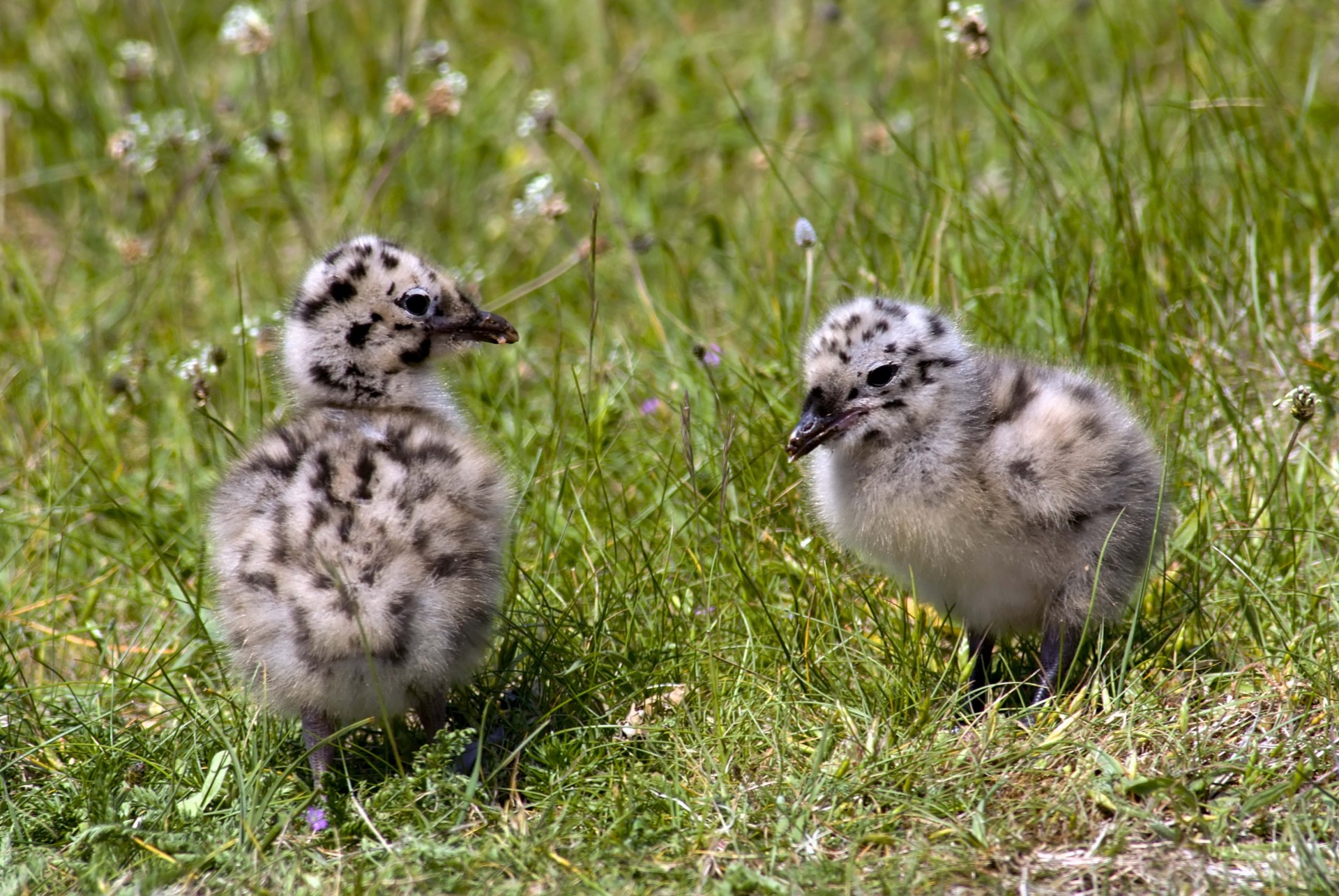 poulet oiseaux herbe