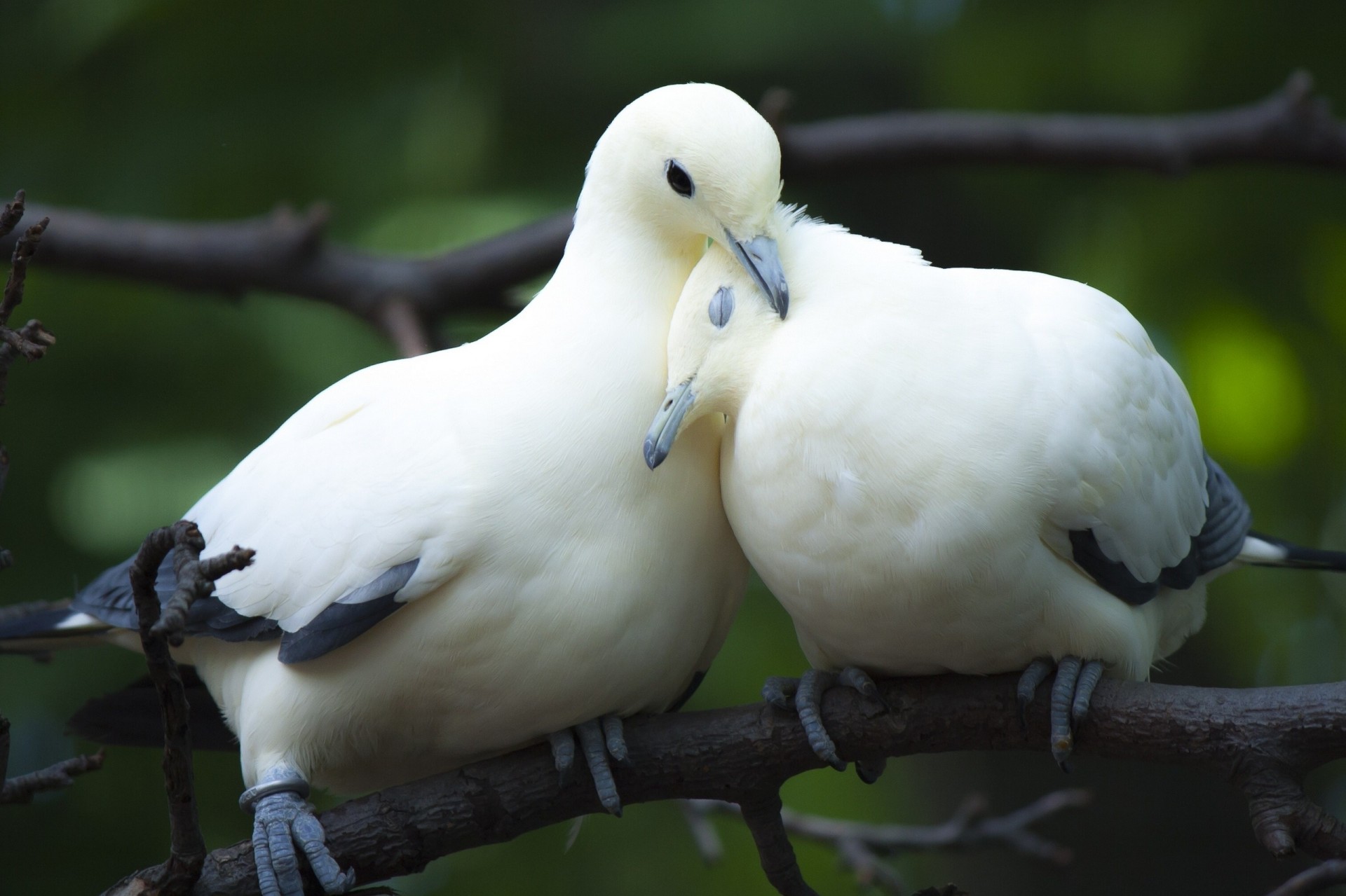 zweig liebe vögel paar tauben