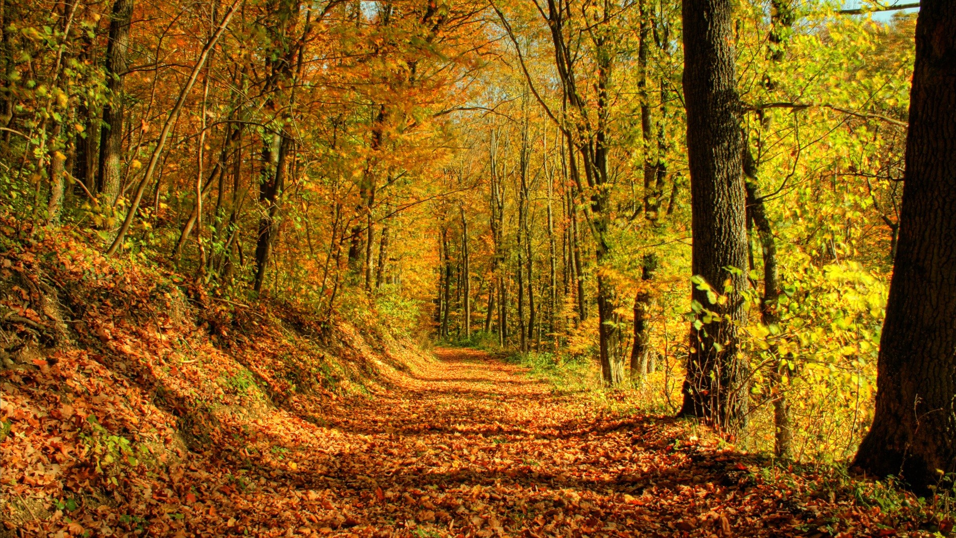 wald bäume herbst blätter