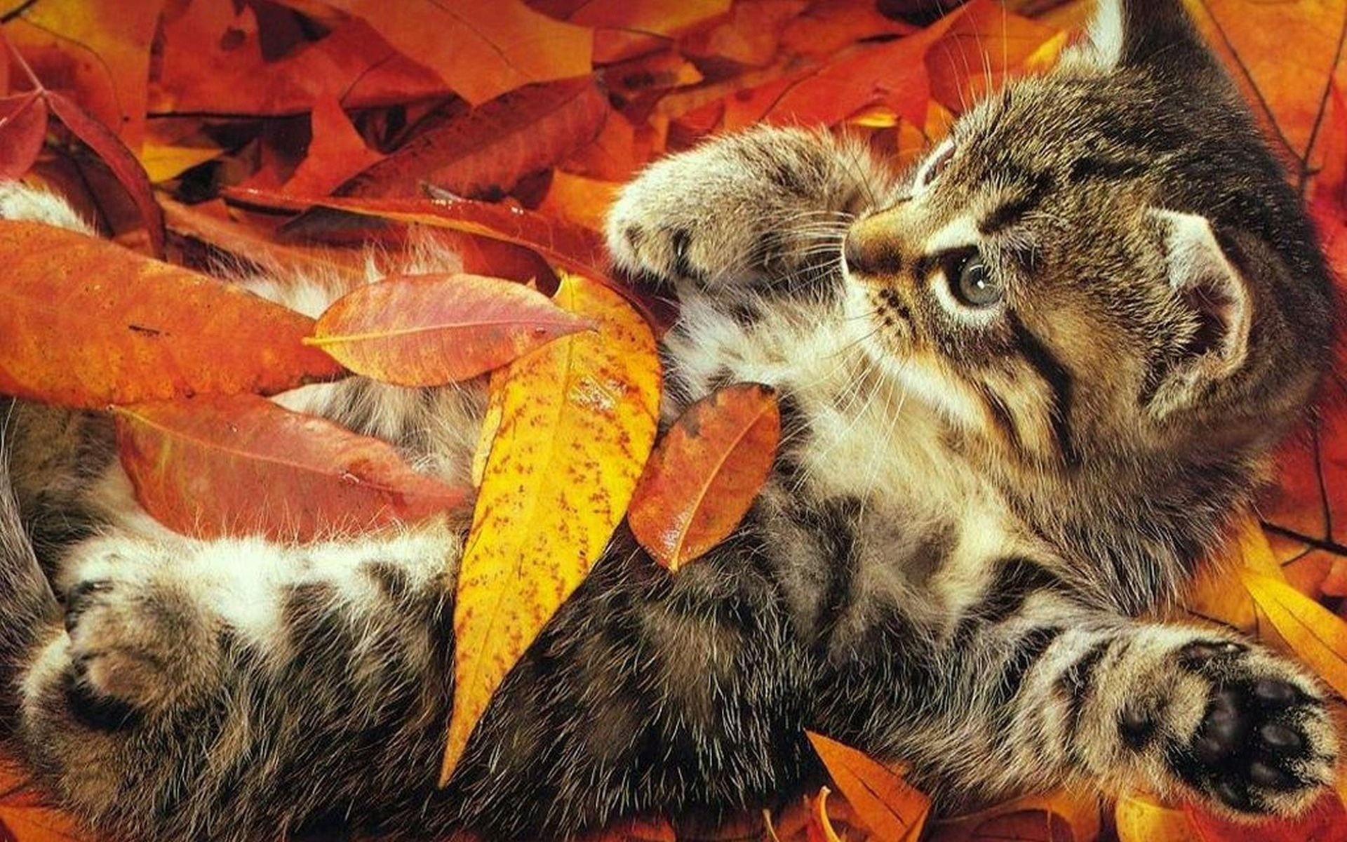 hoja otoño gatos niños