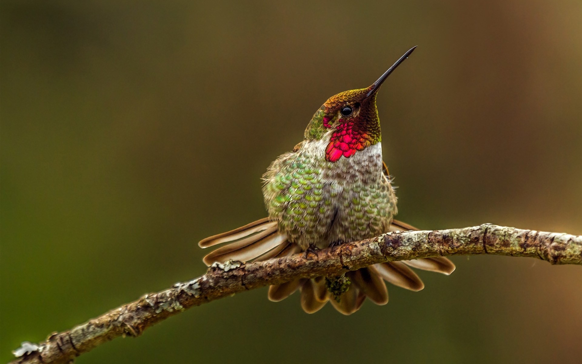 macro becco uccelli colibrì ramo