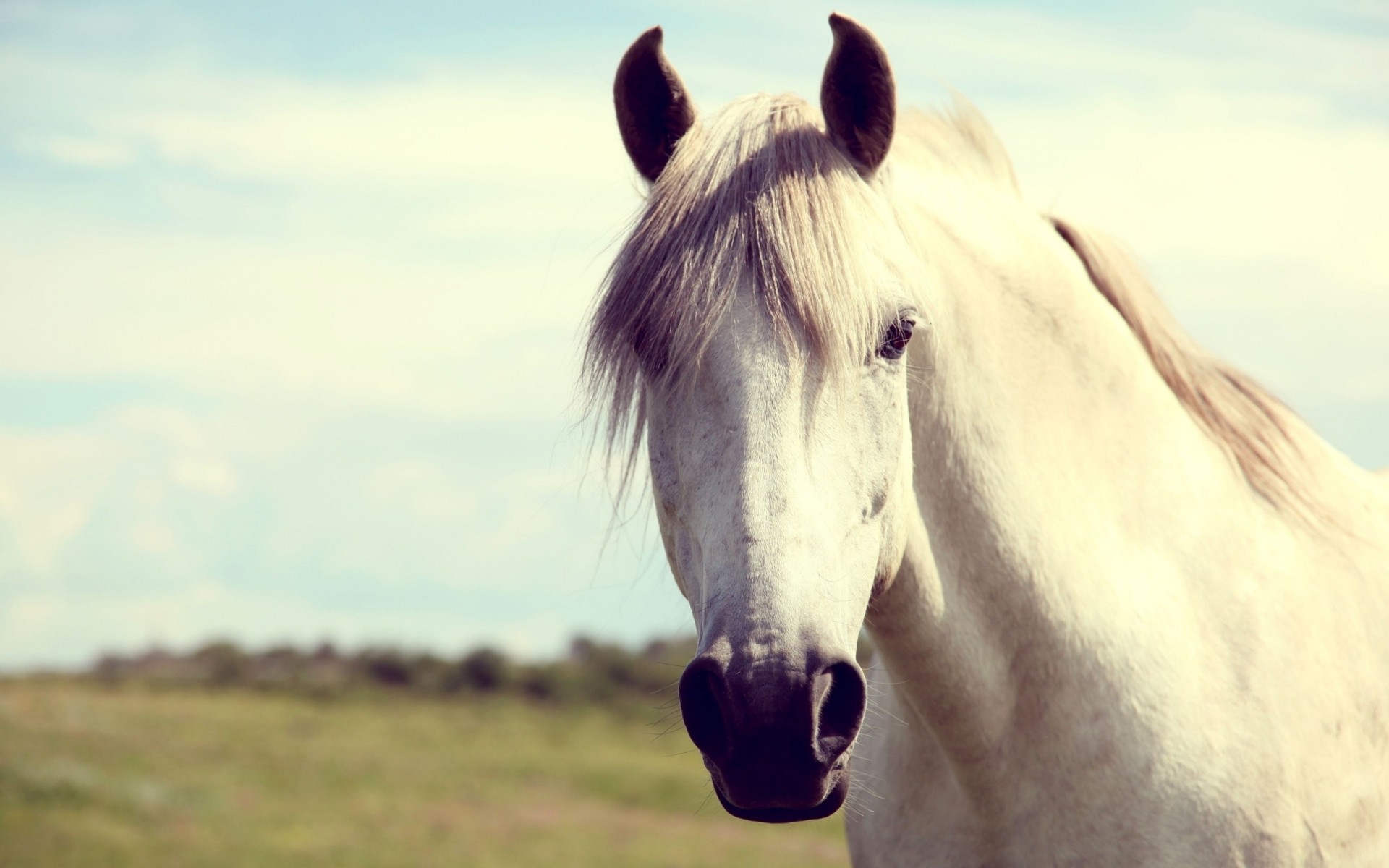 white horse head mane