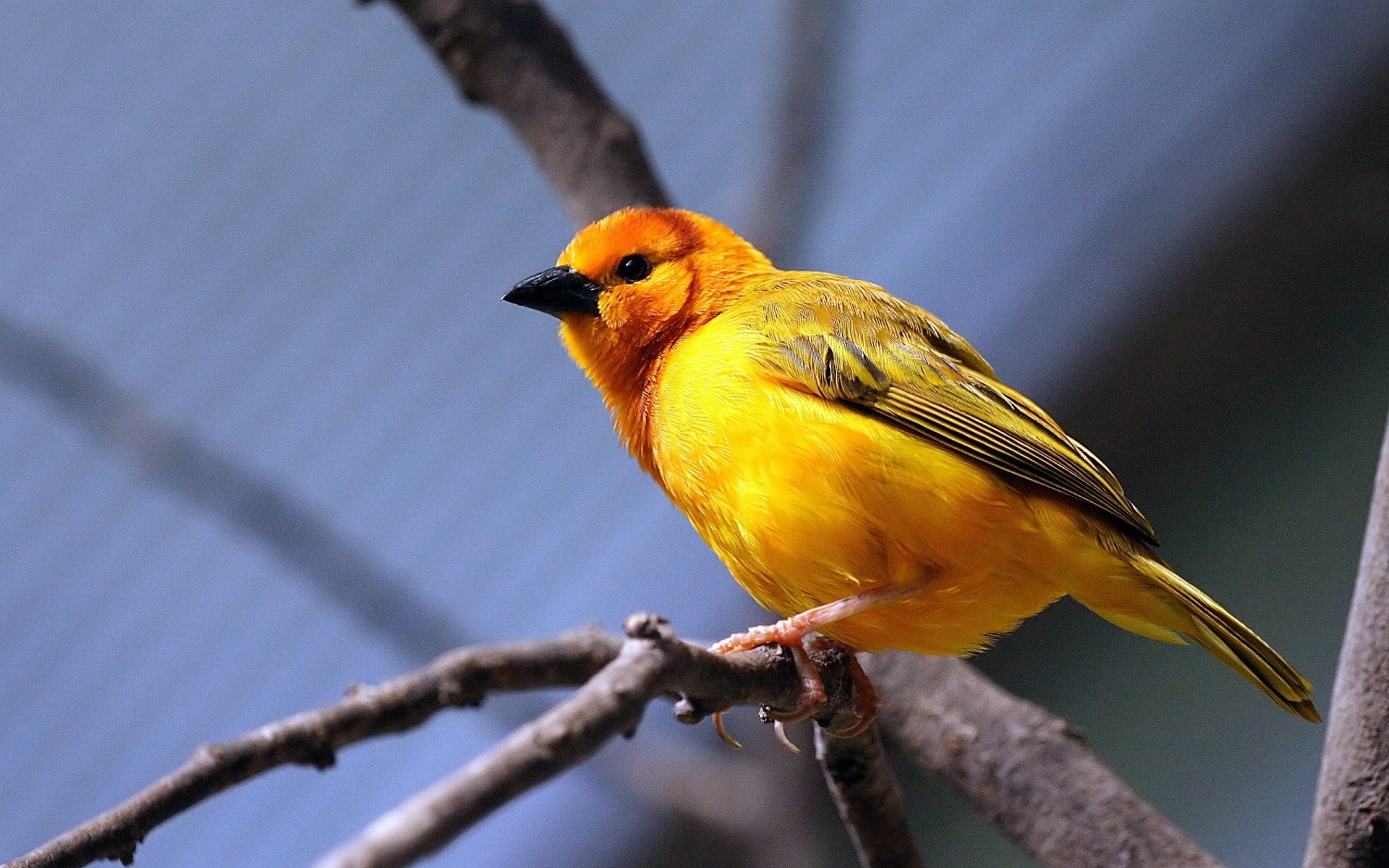 oiseaux branche