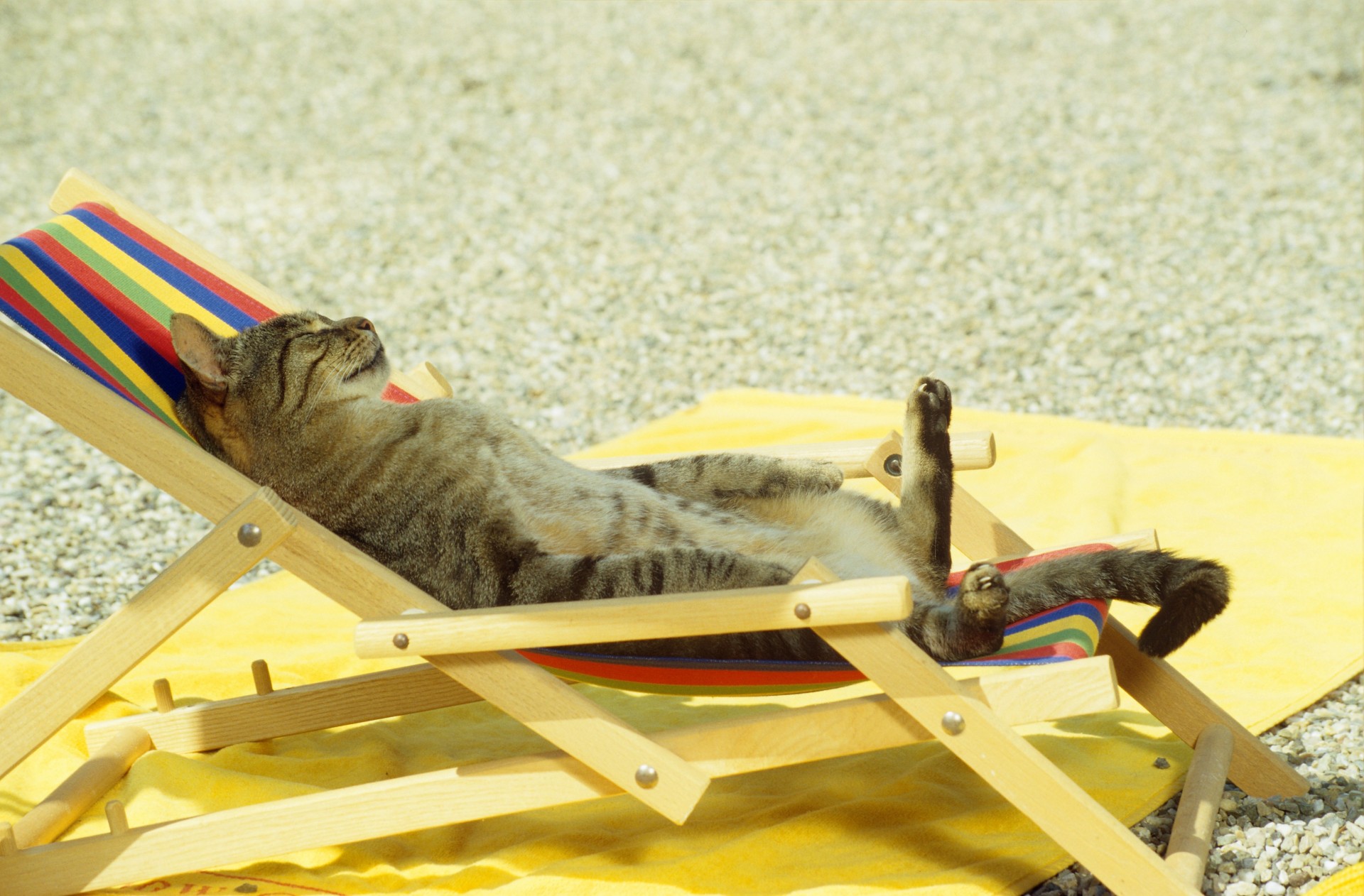 beach funny hall cat