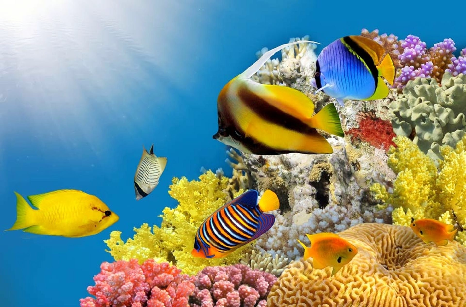 pesce luce acqua sole mare corallo oceano