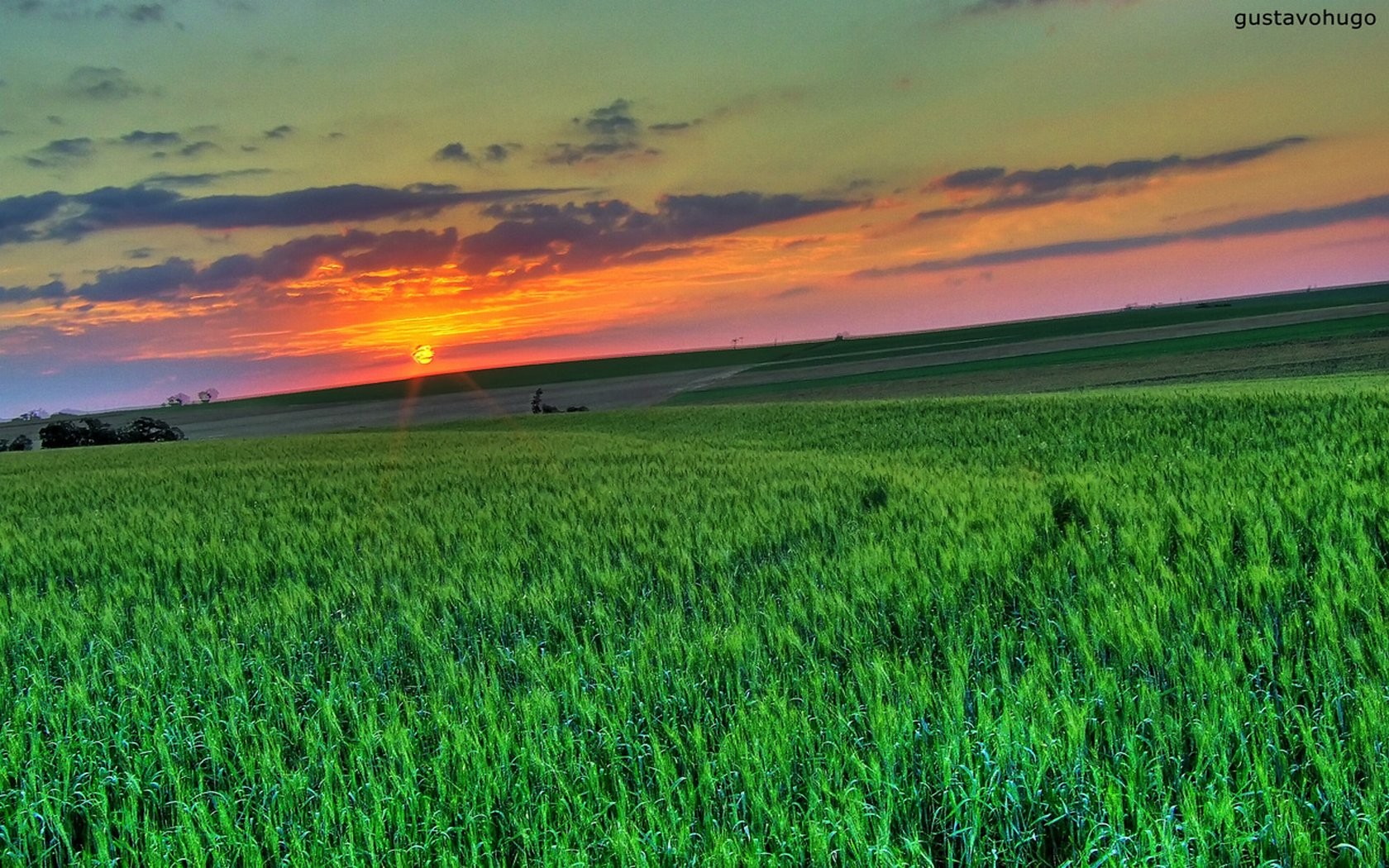 trawa piękno natura