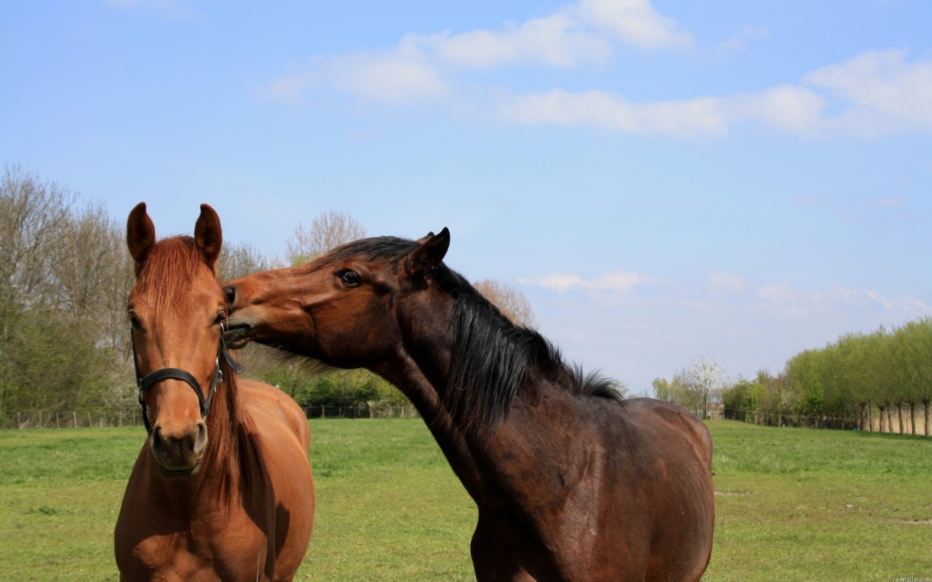 caballos paseo pareja hierba