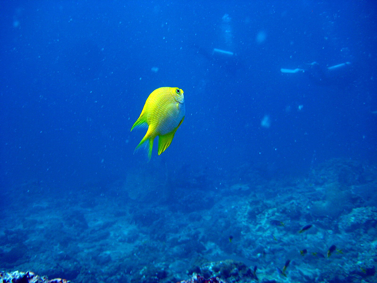 fisch meer thailand meer