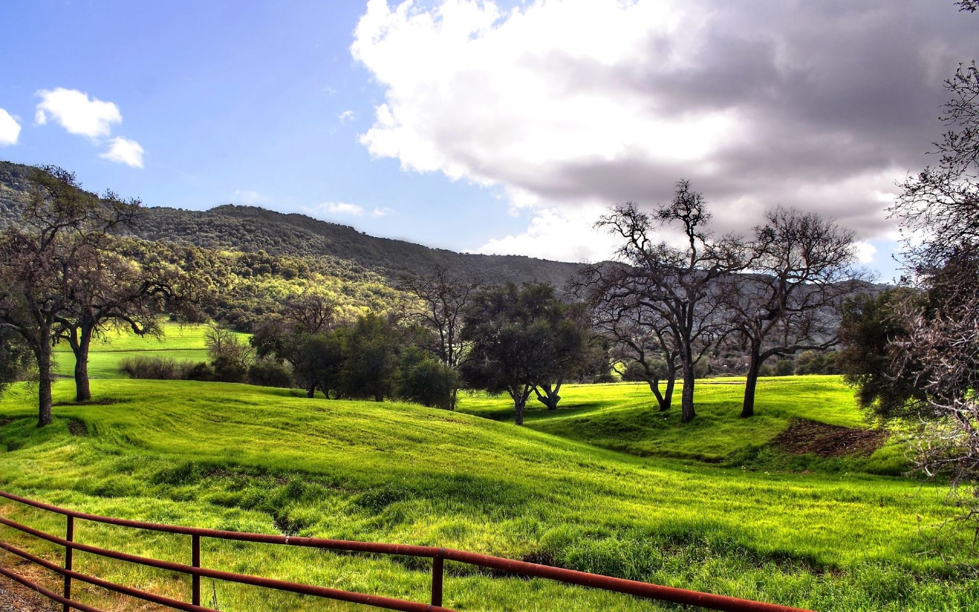 paysage herbe arbres joliment