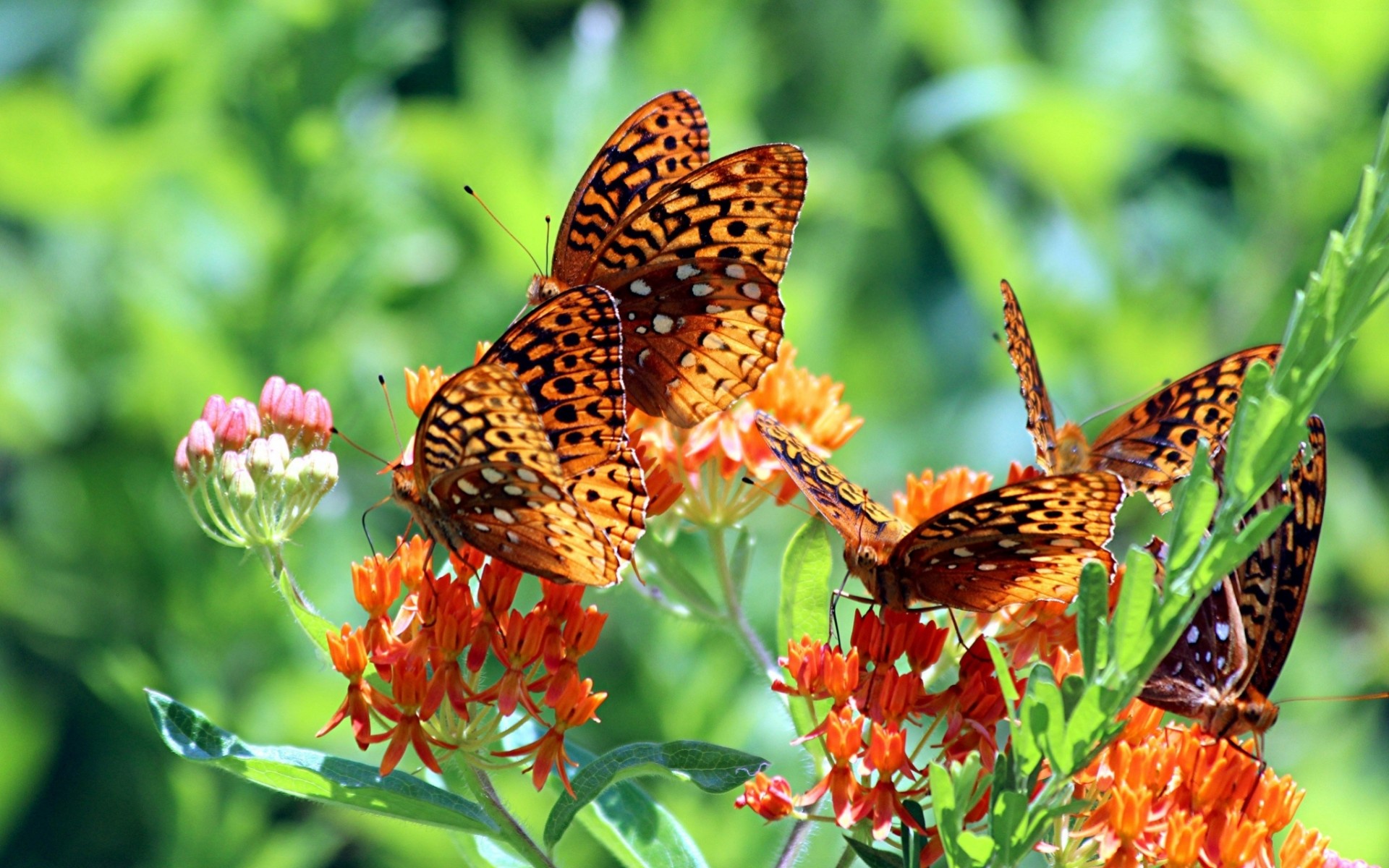 macro mariposas flores