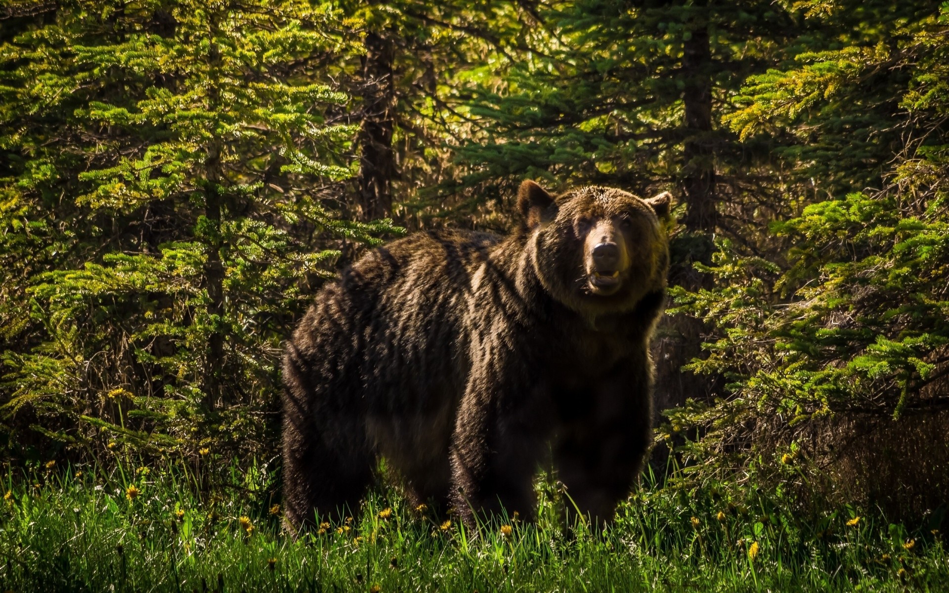 bear forest grizzly