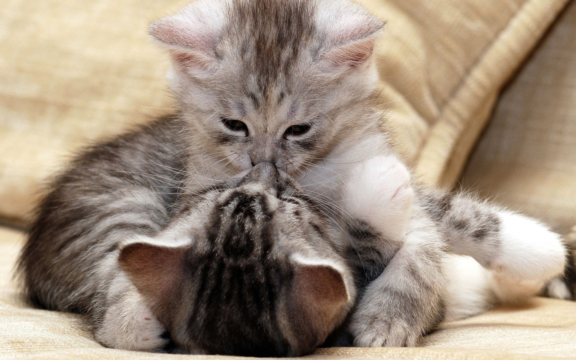 besar cuidar gatitos pareja