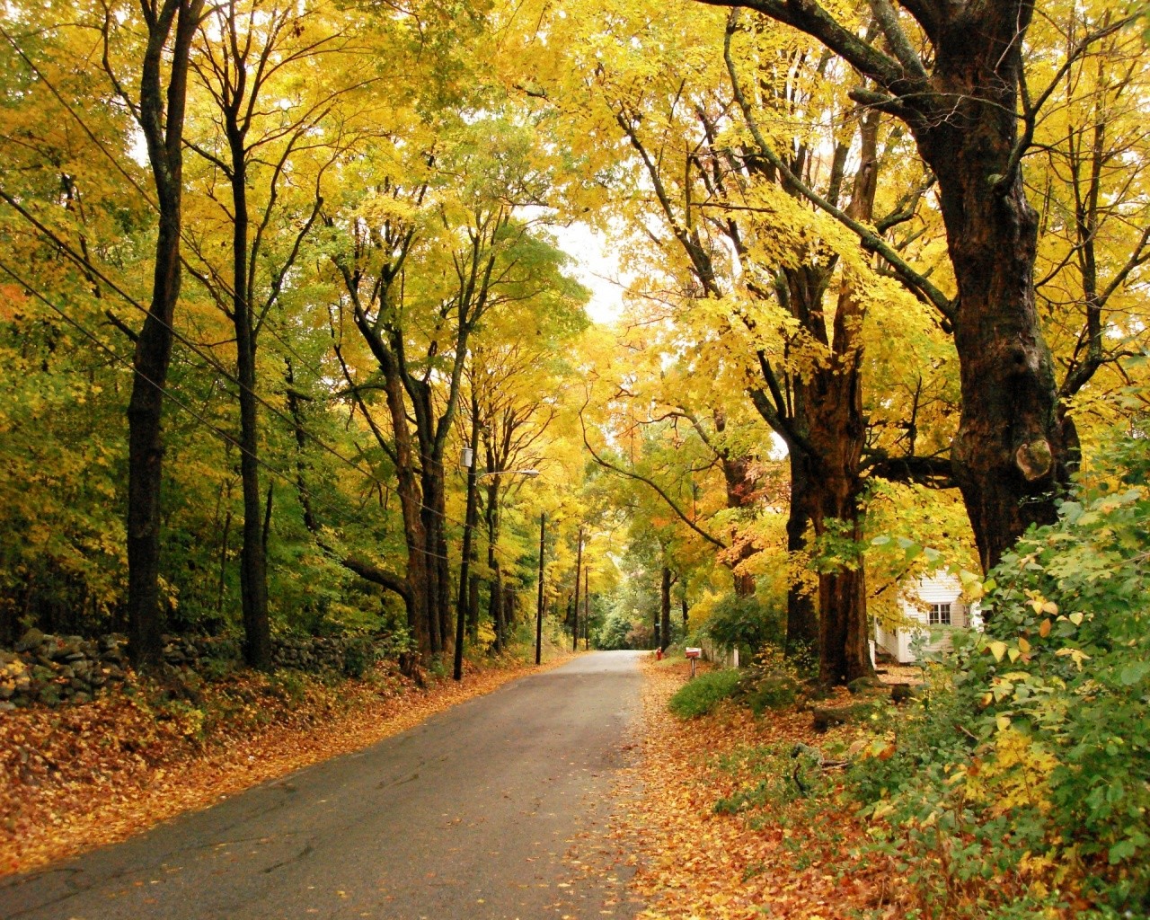 carretera otoño follaje